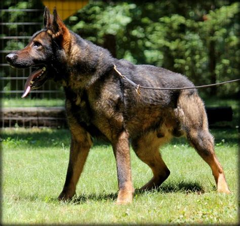 Aron has a reputation for being the real deal, with solid nerves, strong working character, beautiful structure, as well as for being very clear in the head. . Working line german shepherd breeders in germany